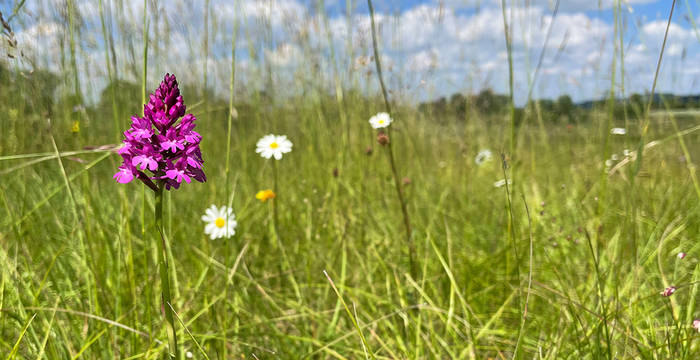 Spitzorchis auf Magerwiese