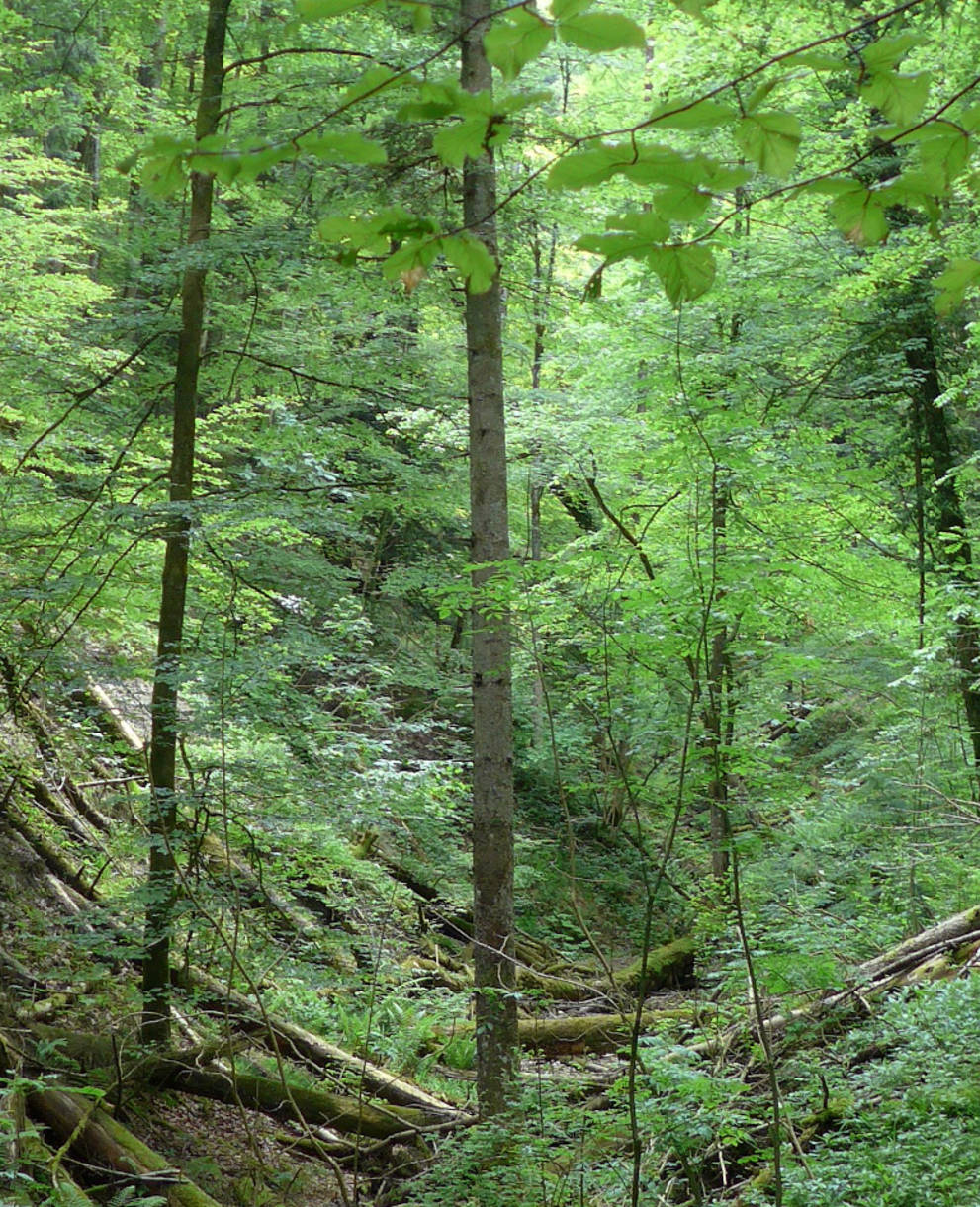Länzertobel Naturwald
